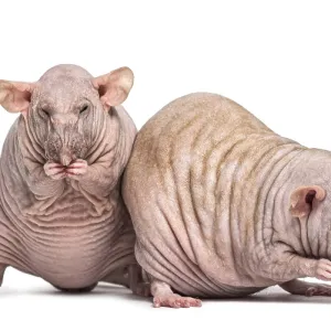 Two Hairless Rats (2 years old)
