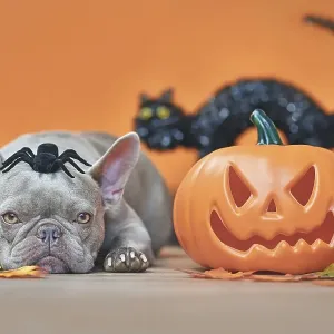 Halloween French Bulldog dog with carved pumpkin Halloween French Bulldog dog with carved pumpkin