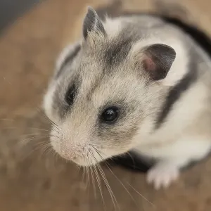 Hamster (Cricetinae spp.) pet animal head portrait Hamster (Cricetinae spp.) pet animal head portrait