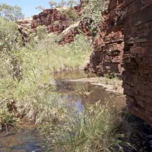 Hancock Gorge and stiffleaf sedge Cyperus vaginatus Karijini National Park Pilbara region western australia WA