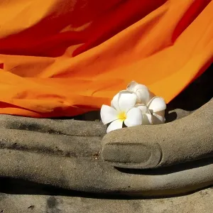 Hand of a Buddha figure holds white flowers of Frangipani Plumeria rubra White Star Wat Yai Chai Mongkol Ayutthaya