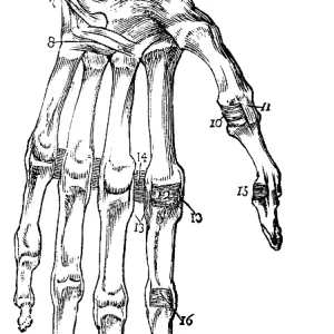 Hand, fingers, limbs, tendons, human body part