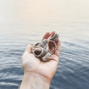 Hand holding sea shells against calm ocean water at sunset