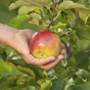 Hand picking apple, apple harvest