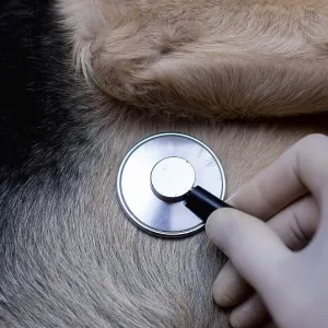 A hand using a stethoscope on a dog's fur<br> A hand using a stethoscope on a dog's fur A hand using a stethoscope on a dog's fur<br> A hand using a stethoscope on a dog's fur
