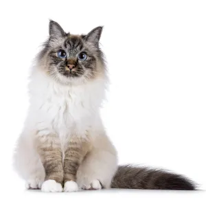Handsome and expressive Sacred Birman cat