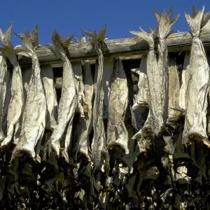 Hanging stockfish near Reine Moskenesoya Lofoten Norway
