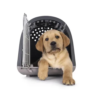 Happy 7 weeks old Labrador dog puppy