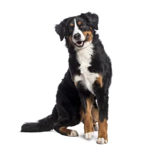 Happy Bernese mountain dog sitting and panting Happy Bernese mountain dog sitting and panting