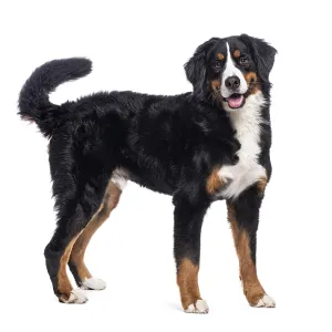 Happy bernese mountain dog standing on a white background Happy bernese mountain dog standing on a white background