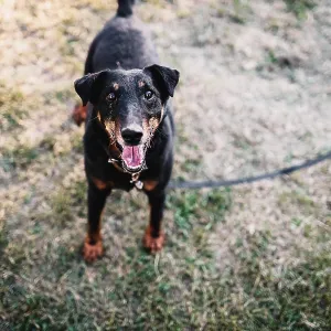A happy black dog on a leash standing on a grassy area A happy black dog on a leash standing on a grassy area