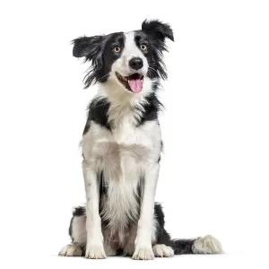 Happy Border Collie sitting looking away Happy Border Collie sitting looking away