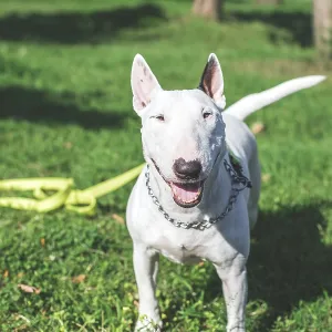 Happy Bull Terrier in a Park Print