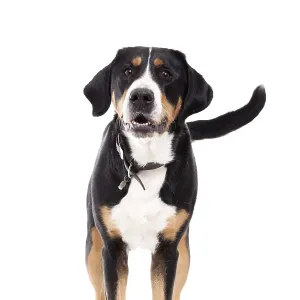 Happy dog photographed in the studio on a white background