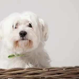 Happy dog photographed in the studio on a white background