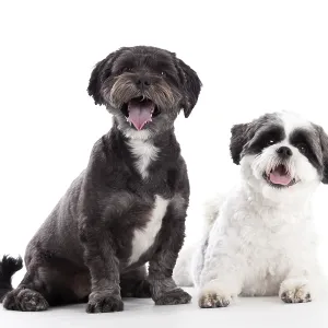 Happy dog photographed in the studio on a white background Happy dog photographed in the studio on a white background