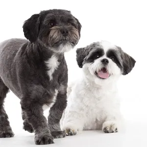 Happy dog photographed in the studio on a white background