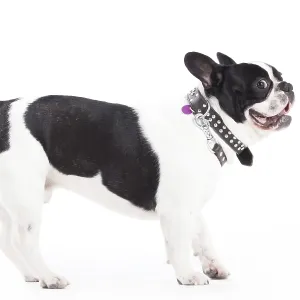 Happy dog photographed in the studio on a white background Happy dog photographed in the studio on a white background