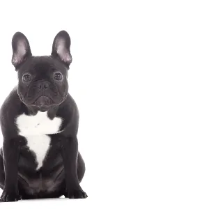 Happy dog photographed in the studio on a white background Happy dog photographed in the studio on a white background
