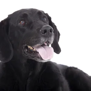 Happy dog photographed in the studio on a white background Happy dog photographed in the studio on a white background