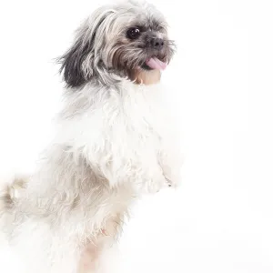 Happy dog photographed in the studio on a white background Happy dog photographed in the studio on a white background