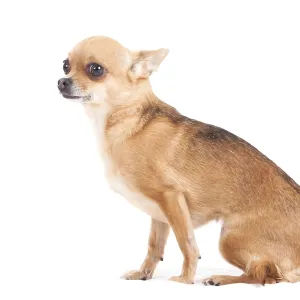 Happy dog photographed in the studio on a white background Happy dog photographed in the studio on a white background
