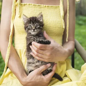 A happy kitten enjoys being petted by a woman's hand
