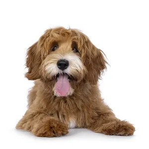 Happy labradoodle dog puppy laying down facing front Happy labradoodle dog puppy laying down facing front