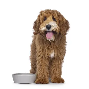 Happy labradoodle dog puppy standing beside empty food bowl Happy labradoodle dog puppy standing beside empty food bowl