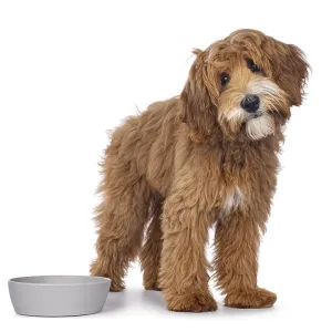 Happy labradoodle dog puppy standing beside empty food bowl Happy labradoodle dog puppy standing beside empty food bowl