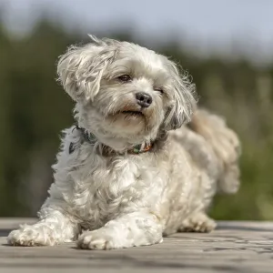 Happy Maltese dog sitting outdoors on a sunny day