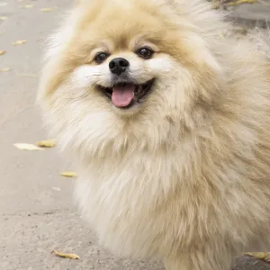 A happy Pomeranian on a walk A happy Pomeranian on a walk