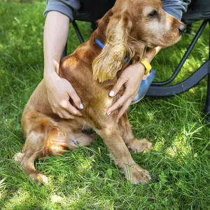 A happy portrait of an English Cocker Spaniel dog being stroked by a girl on a sunny day