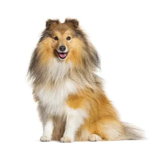 Happy sitting Sheltie panting, isolated on white