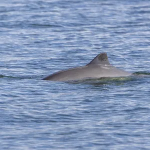 The Harbour porpoise (Phocoena phocoena) is a very small species of cetacean