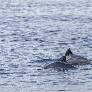 Harbour porpoises (Phocoena phocoena) like to hunt herring and garfish in small groups