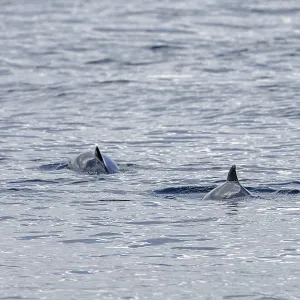 Two Harbour porpoises (Phocoena phocoena) in search of a school of fish