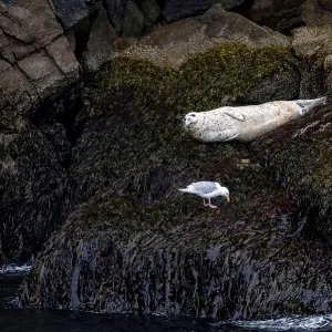 Harbour seal (Phoca vitulina) lying on rocks on the coast Harbour seal (Phoca vitulina) lying on rocks on the coast