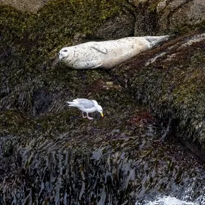 Harbour seal (Phoca vitulina) lying on rocks on the coast Harbour seal (Phoca vitulina) lying on rocks on the coast