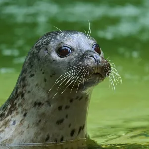 Harbour Seal Print - Green Water, Germany Harbour Seal Print - Green Water, Germany