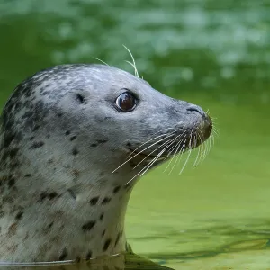 Harbour Seal Print: Profile in Green Waters Harbour Seal Print: Profile in Green Waters