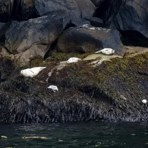 Harbour seals (Phoca vitulina) lying on rocks on the coast Harbour seals (Phoca vitulina) lying on rocks on the coast