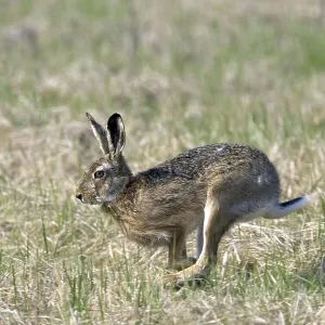 Hare, (Lepus europaeus), running during bumping season Hare, (Lepus europaeus), running during bumping season