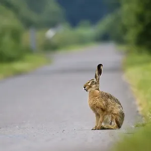 A hare (Lepus europaeus) sits alert on a path surrounded by thick vegetation