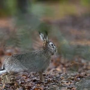 A hare (Lepus europaeus) suddenly appears in front of my hiding place