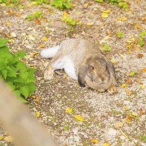 Relaxed Hare Print, Wimsener Hohle, Germany Relaxed Hare Print, Wimsener Hohle, Germany