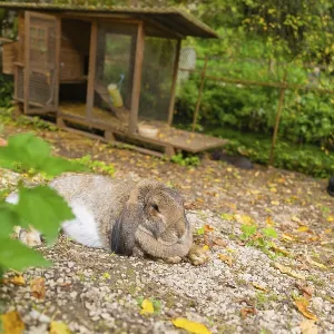 Hare in Outdoor Enclosure Print, Hayingen Germany Hare in Outdoor Enclosure Print, Hayingen Germany