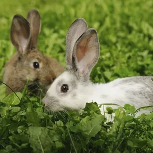 Two hares in the grass, one with conspicuous ears