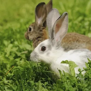 Two hares sitting in the grass
