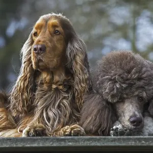 Harlequin poodle and English Cocker Spaniel dog close up in garden